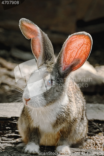 Image of Portreit of a Rabbit