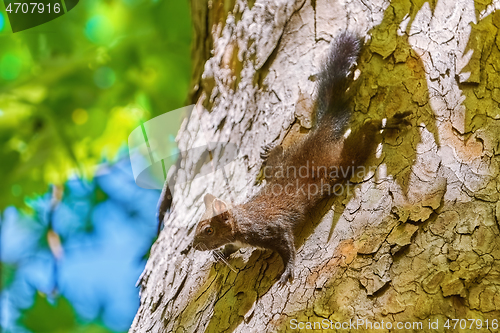 Image of Squirrel on Tree