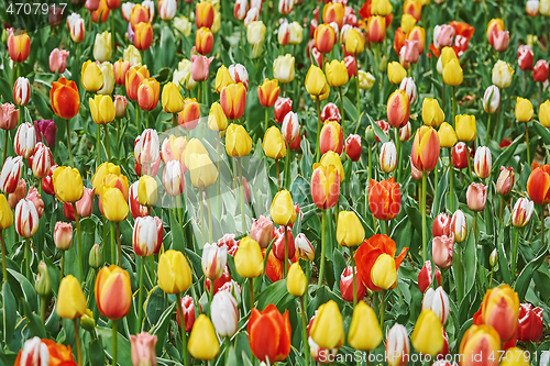 Image of Tulip Flowers of Different Colors