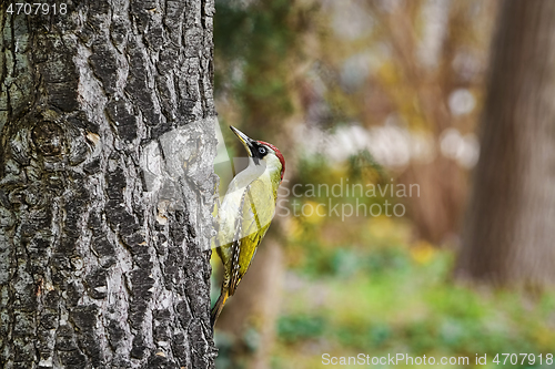 Image of Green Woodpecker on the Tree