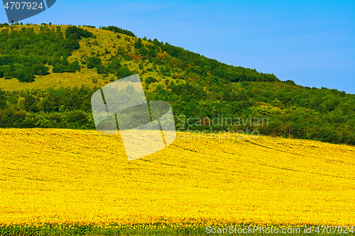 Image of Sunflowers Field