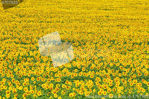 Image of Sunflowers Field