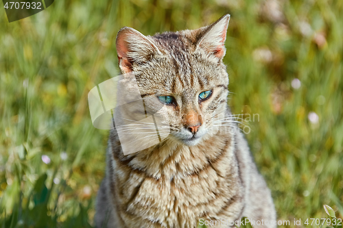 Image of Portrait of Homeless Cat