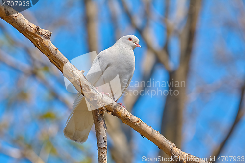 Image of White dove on the brunch