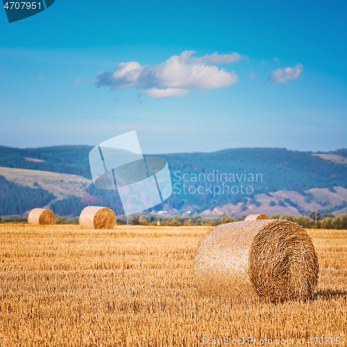 Image of Haystacks on the Field