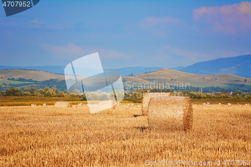 Image of Haystacks on the Field