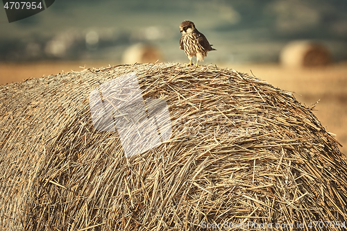 Image of Kestrel on a haystack