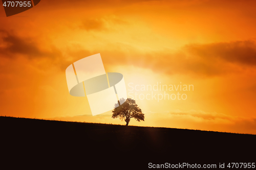 Image of Silhouette of a Tree