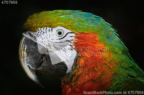 Image of The Macaw Parrot