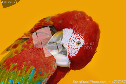 Image of The Macaw Parrot