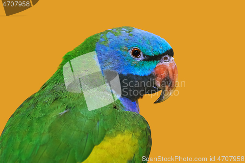 Image of Lord Derbys Parakeet