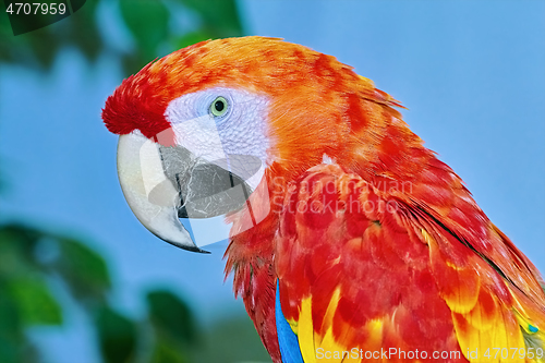 Image of The Macaw Parrot