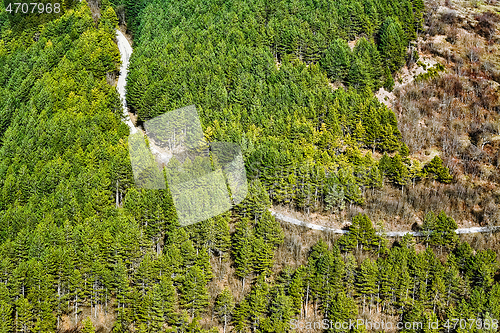 Image of Road in the Forest