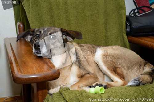 Image of mongrel dog lies in a chair