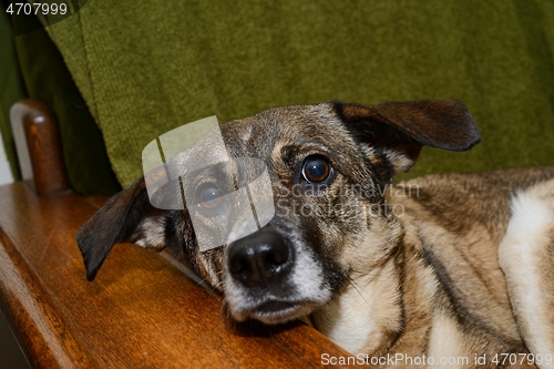 Image of mongrel dog lies in a chair