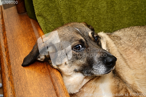 Image of mongrel dog lies in a chair 