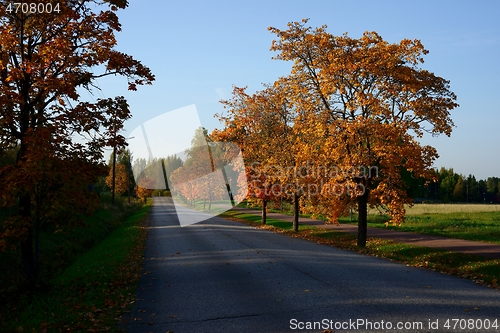 Image of autumn trees with yellow and red leaves along the road