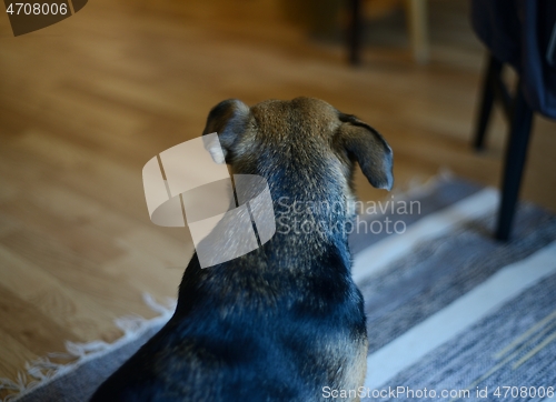 Image of dog sits in the room with his back to the camera