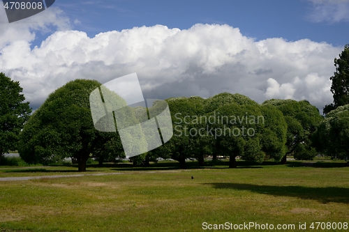 Image of dense green crowns of trees in the park