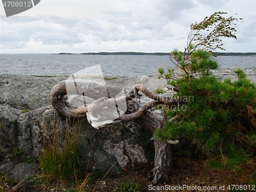 Image of crooked pine tree growing on the shores of the baltic sea in Fin