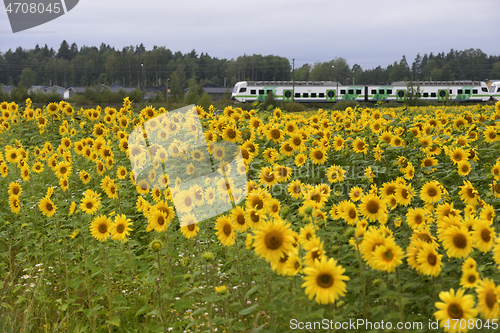 Image of train passes Ainola station next to a field of sunflowers in Fin