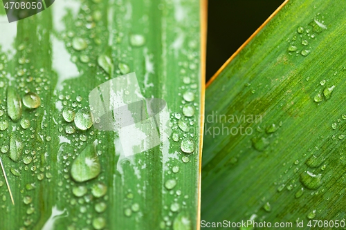 Image of leaf on ground covered with raindrops