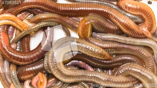 Image of Many earthworms crawling together closeup photo