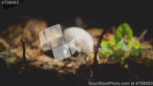 Image of Finding human skull in the forest at night