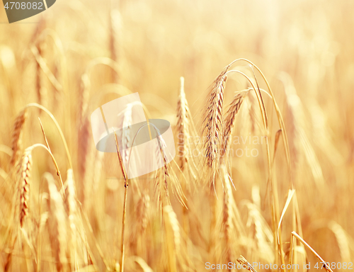 Image of cereal field with spikelets of ripe rye or wheat