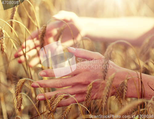 Image of close up of woman hands in cereal field