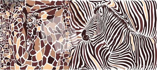 Image of Abstract texture of giraffe and zebra