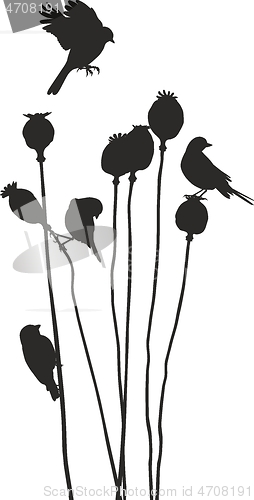 Image of Birds on a poppy heads