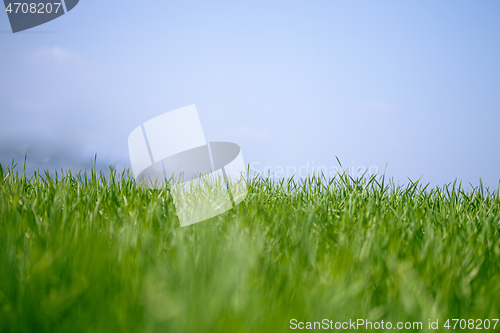 Image of Field of green fresh grass and blue sky.