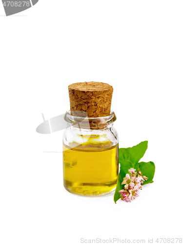 Image of Oil buckwheat in vial with flower