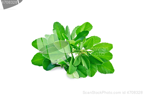 Image of Fenugreek bunch with flowers