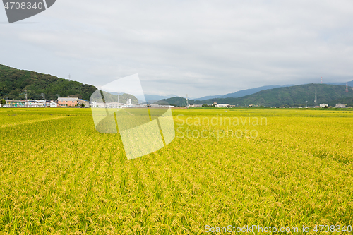 Image of Paddy Rice field