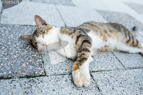 Image of Cat lying on street