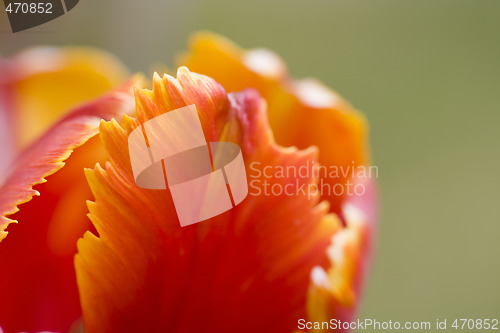 Image of Abstract flower background