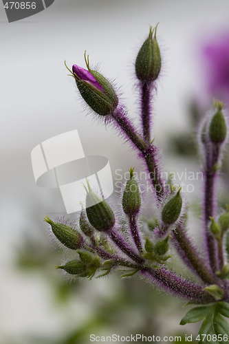 Image of spring button flowers