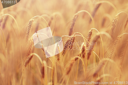 Image of cereal field with spikelets of ripe rye or wheat