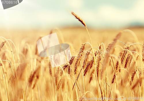 Image of cereal field with spikelets of ripe rye or wheat