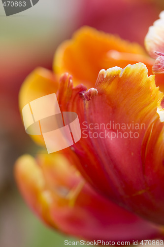 Image of Abstract flower background