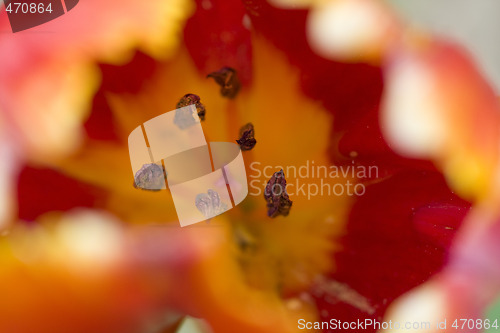 Image of Abstract flower background