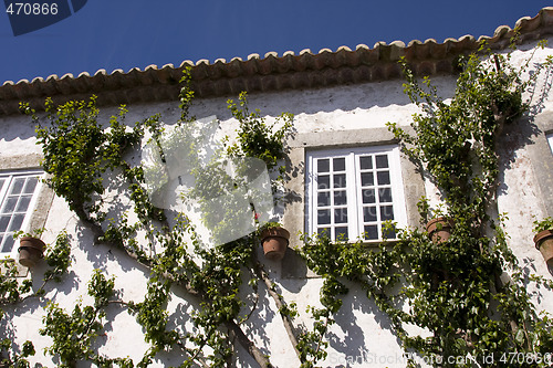 Image of vegetation in the wall