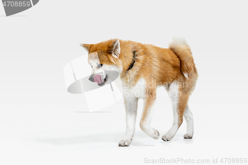 Image of Studio shot of Akita-Inu dog isolated on white studio background