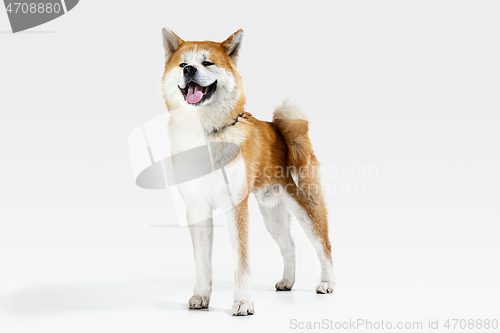 Image of Studio shot of Akita-Inu dog isolated on white studio background