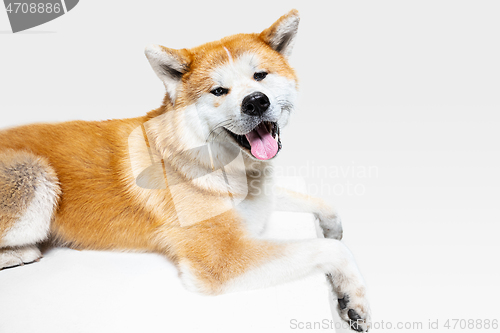 Image of Studio shot of Akita-Inu dog isolated on white studio background