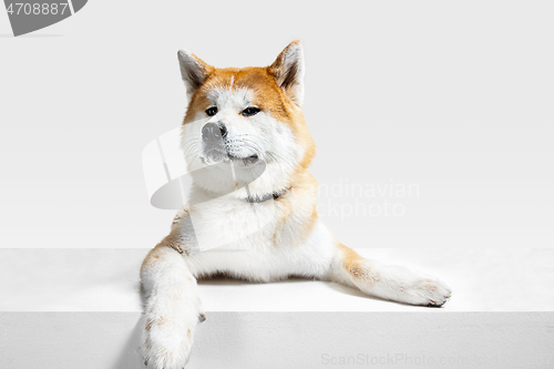 Image of Studio shot of Akita-Inu dog isolated on white studio background