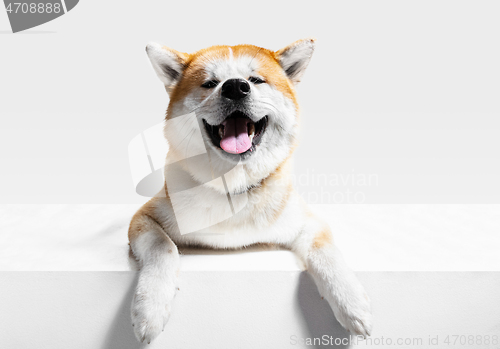 Image of Studio shot of Akita-Inu dog isolated on white studio background