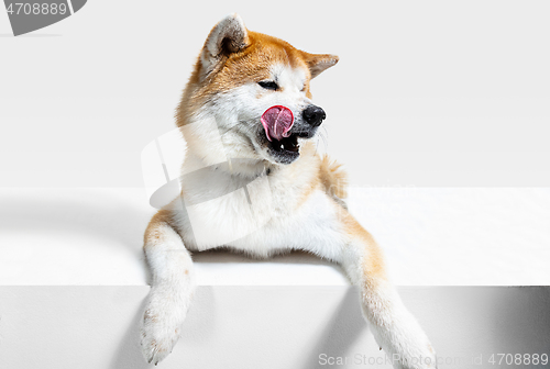 Image of Studio shot of Akita-Inu dog isolated on white studio background